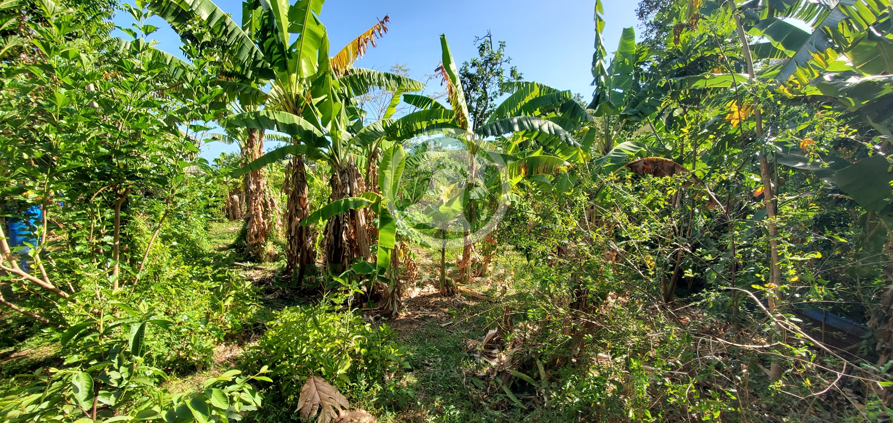 20260509_131036 PRIME RESIDENTIAL LOT FOR SALE ā CLARE VALLEY, ST. ANDREW Saint Vincent and the Grenadines. List Price$60,096.00 XCD-Open to Offers