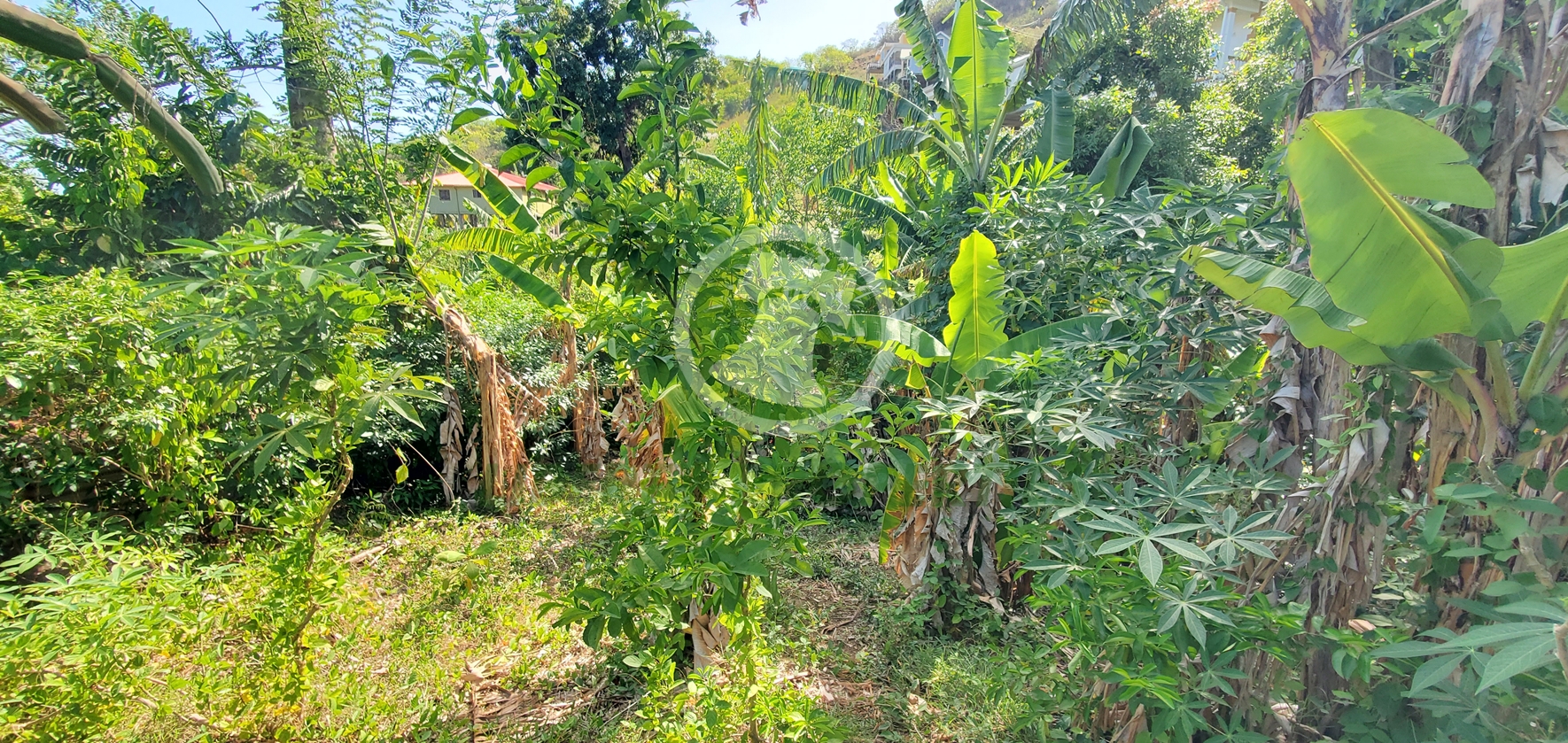 20260509_131108 PRIME RESIDENTIAL LOT FOR SALE ā CLARE VALLEY, ST. ANDREW Saint Vincent and the Grenadines. List Price$60,096.00 XCD-Open to Offers